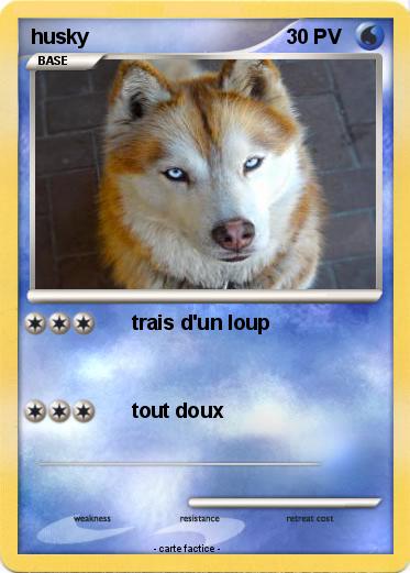 Pokemon husky