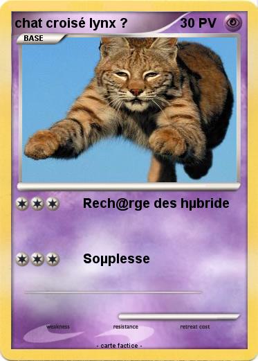 Pokemon chat croisé lynx ?