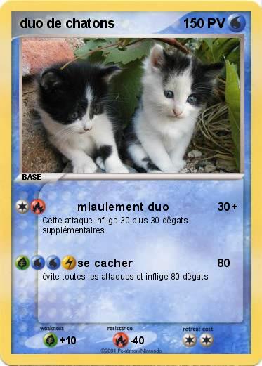 Pokemon duo de chatons