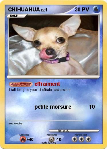 Pokemon CHIHUAHUA