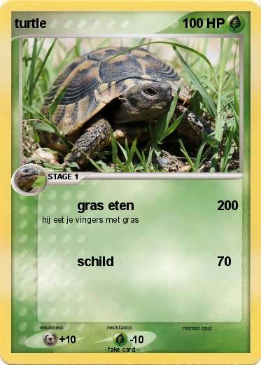 Pokemon turtle