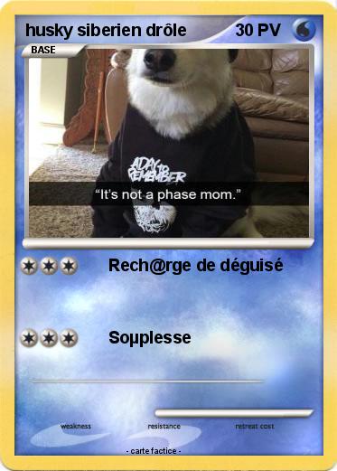Pokemon husky siberien drôle