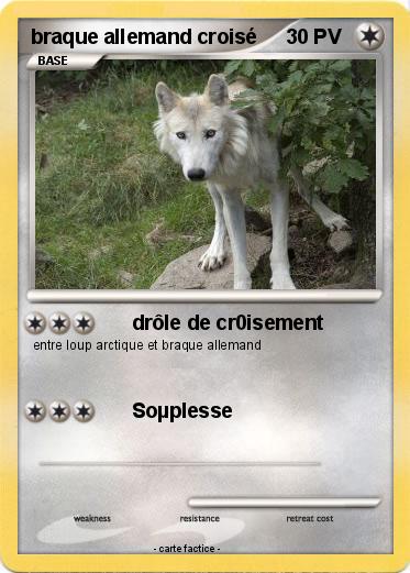 Pokemon braque allemand croisé