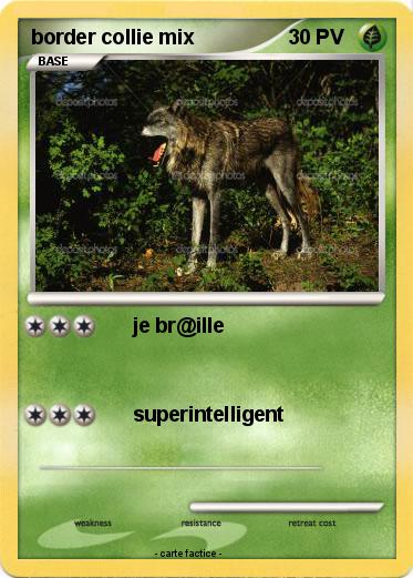 Pokemon border collie mix