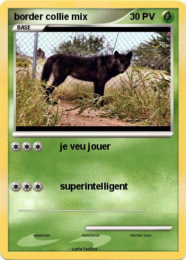 Pokemon border collie mix