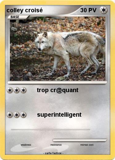 Pokemon colley croisé