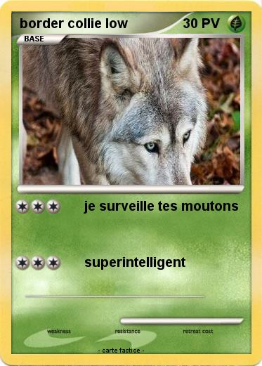 Pokemon border collie low