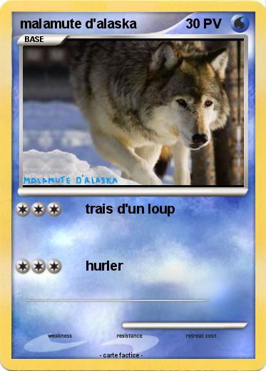 Pokemon malamute d'alaska