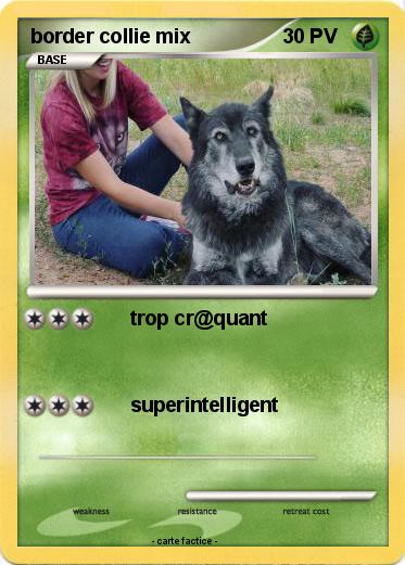 Pokemon border collie mix