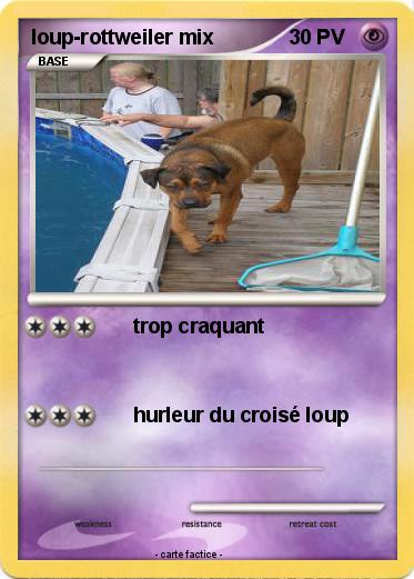 Pokemon loup-rottweiler mix