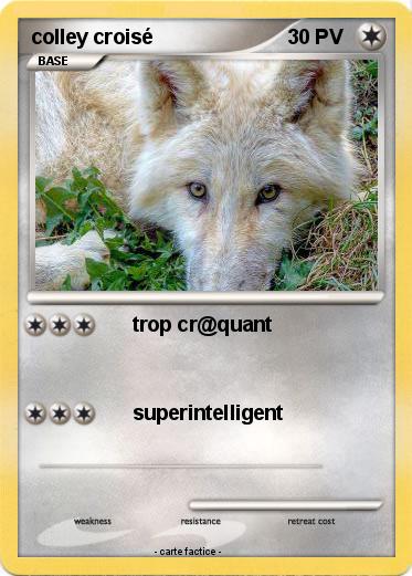 Pokemon colley croisé