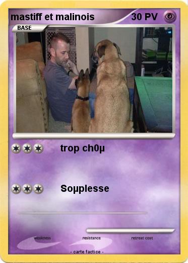 Pokemon mastiff et malinois