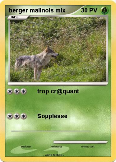Pokemon berger malinois mix