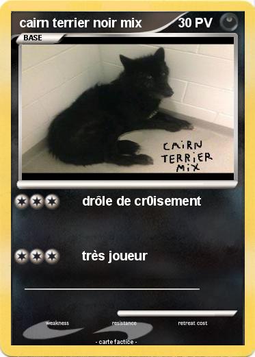 Pokemon cairn terrier noir mix