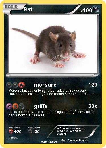 Pokemon Rat