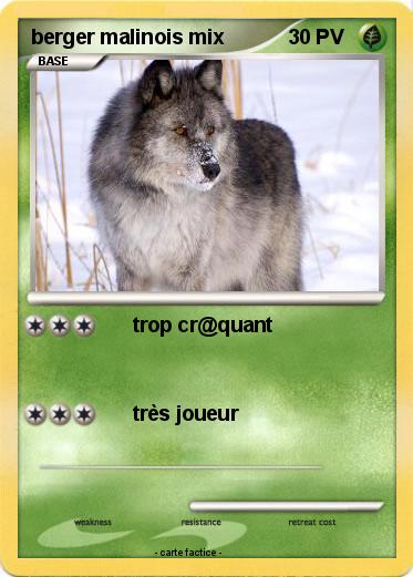 Pokemon berger malinois mix