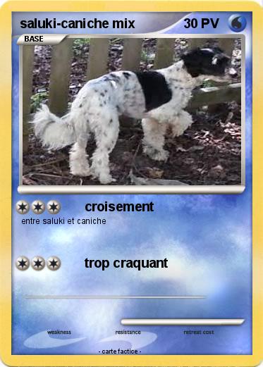 Pokemon saluki-caniche mix