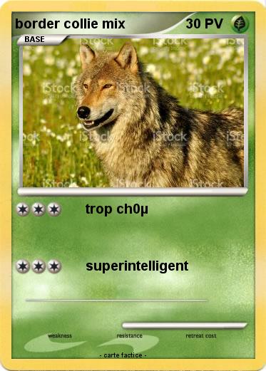 Pokemon border collie mix