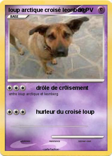 Pokemon loup arctique croisé leonberg