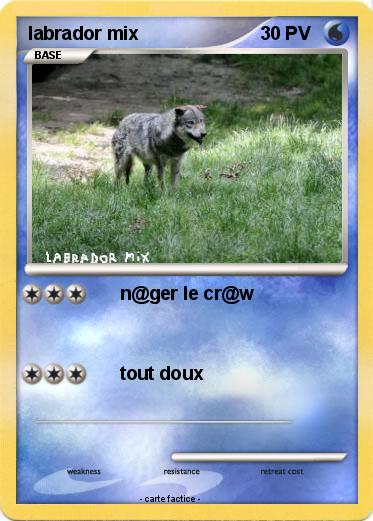 Pokemon labrador mix