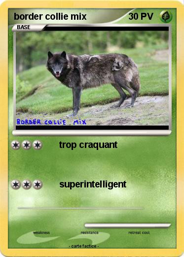Pokemon border collie mix