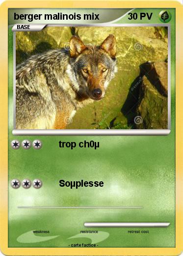 Pokemon berger malinois mix