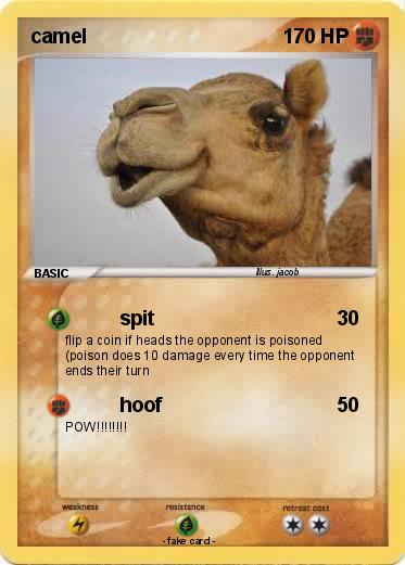 Pokemon camel