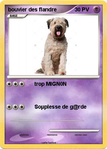 Pokemon bouvier des flandre