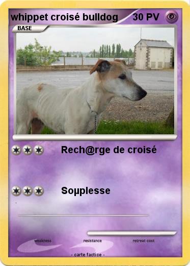 Pokemon whippet croisé bulldog