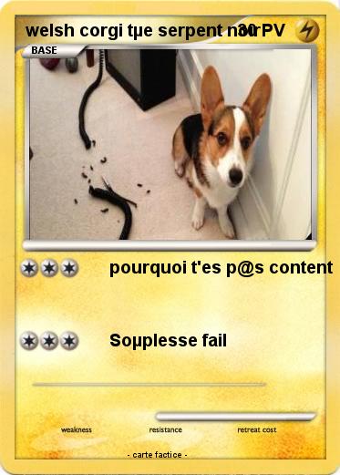 Pokemon welsh corgi tµe serpent noir