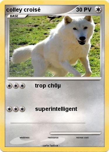 Pokemon colley croisé