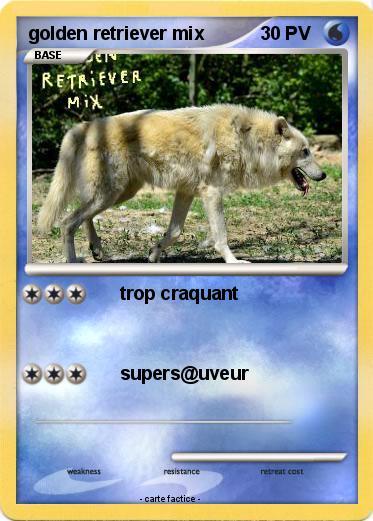 Pokemon golden retriever mix