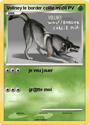 Pokemon Vollney le border collie mix