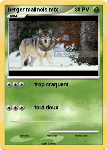Pokemon berger malinois mix