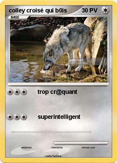 Pokemon colley croisé qui b0is