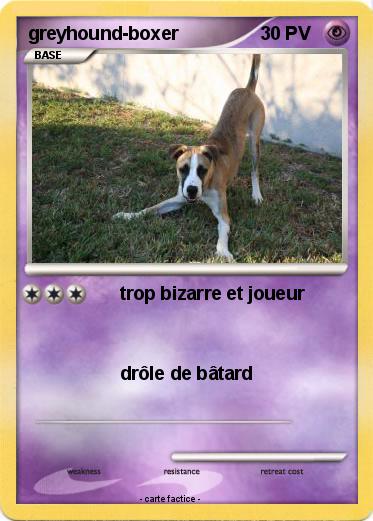 Pokemon greyhound-boxer