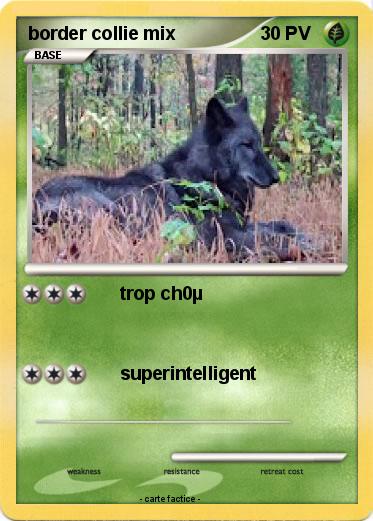 Pokemon border collie mix