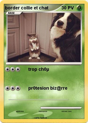 Pokemon border collie et chat