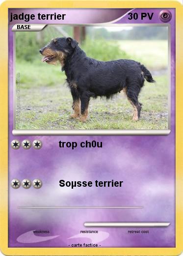 Pokemon jadge terrier