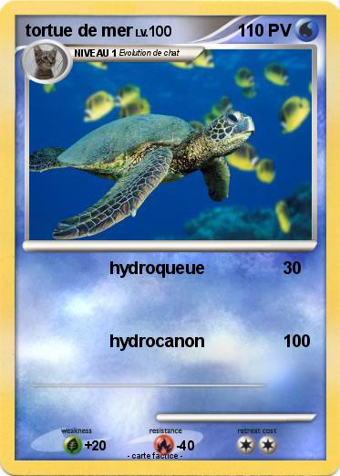 Pokemon tortue de mer