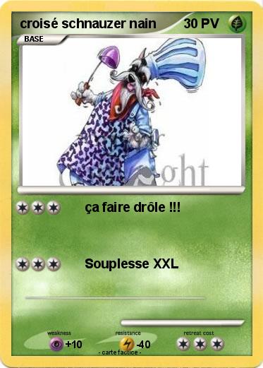 Pokemon croisé schnauzer nain