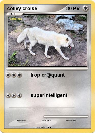 Pokemon colley croisé