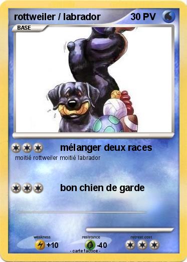 Pokemon rottweiler / labrador