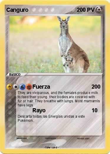 Pokemon Canguro