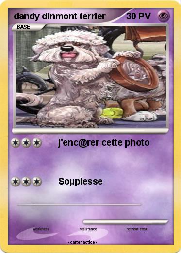 Pokemon dandy dinmont terrier