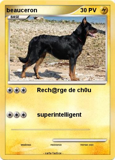 Pokemon beauceron