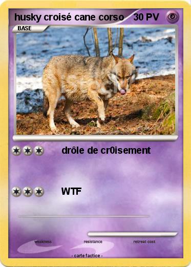 Pokemon husky croisé cane corso