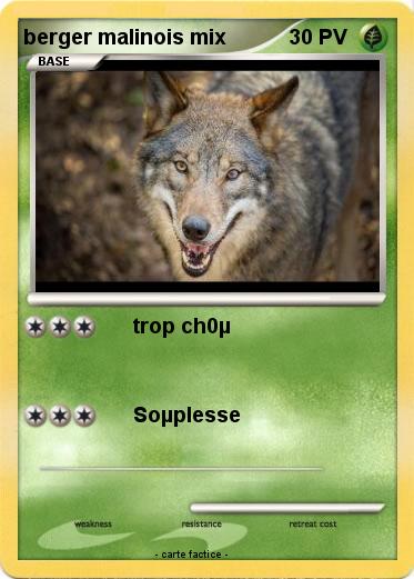 Pokemon berger malinois mix
