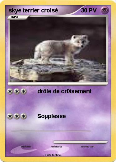 Pokemon skye terrier croisé
