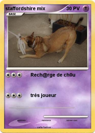 Pokemon staffordshire mix